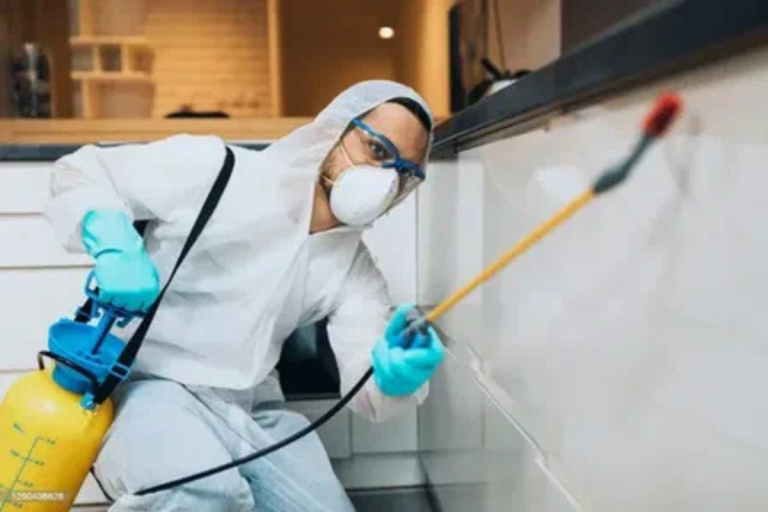مكافحة الصراصير بقطر