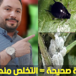 مكافحة البق في المنزل بقطر